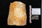 Foto (Objekt + Etikett) von Sigillaria sp.  (NHMW-GEO-2024-0188-11103)